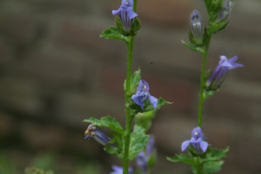 Lobelia siphiliticaVirginische lobelia bestellen